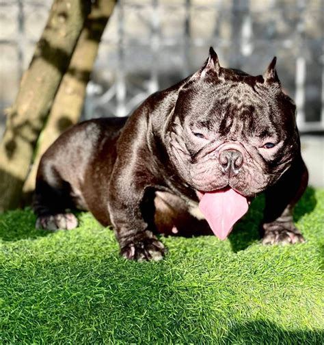 micro exotic bully price philippines|Micro Exotic Bully Puppy .